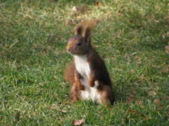 Sciurus vulgaris