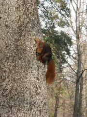 Sciurus vulgaris