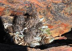Acanthopsis ludoviciana