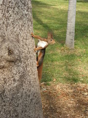 Sciurus vulgaris