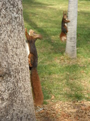 Sciurus vulgaris