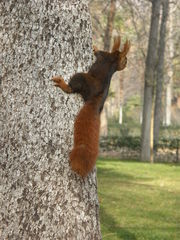 Sciurus vulgaris