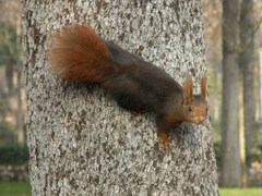 Sciurus vulgaris