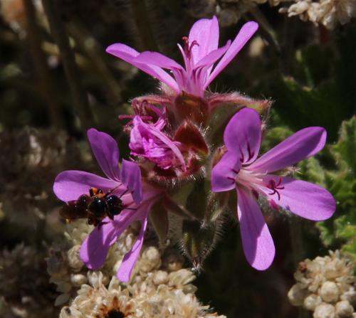 Rose scented geranium (Pelargonium capitatum)