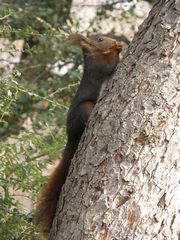 Sciurus vulgaris