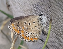 Polyommatus thersites