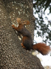 Sciurus vulgaris