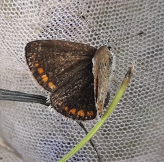Polyommatus thersites