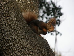 Sciurus vulgaris