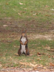 Sciurus vulgaris
