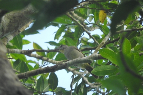 Rose-throated Tanager (Piranga roseogularis), photo 5