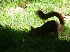 Sciurus vulgaris