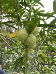 Gomphocarpus physocarpus