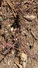 Cordylanthus nevinii