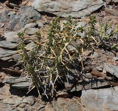 Pelargonium spinosum
