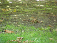 Sciurus vulgaris