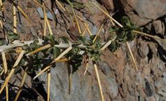 Pelargonium spinosum