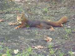 Sciurus vulgaris