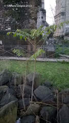 Ailanthus altissima