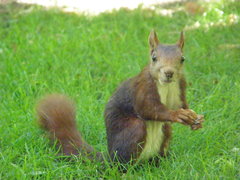 Sciurus vulgaris