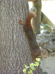 Sciurus vulgaris