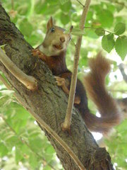 Sciurus vulgaris