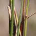 Common Pipe Grass - Photo (c) Tony Rebelo, some rights reserved (CC BY-SA), uploaded by Tony Rebelo