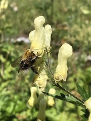 Bombus gerstaeckeri
