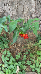 Solanum dulcamara