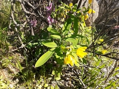 Gymnospermium odessanum