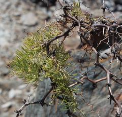 Asparagus capensis capensis