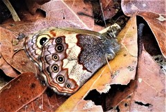 Paramacera xicaque xicaque