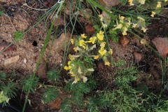 Lotononis involucrata