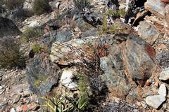 Asparagus capensis capensis