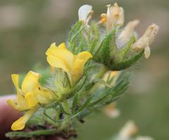 Lotononis involucrata
