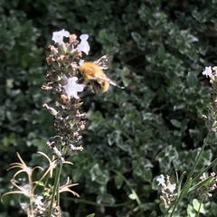 Bombus pascuorum