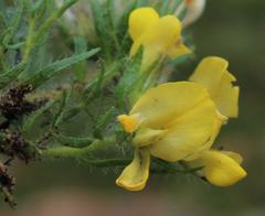 Lotononis involucrata