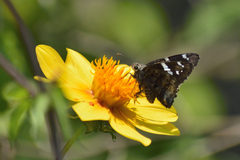 Codatractus arizonensis