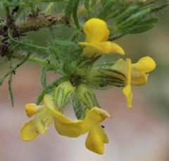 Lotononis involucrata
