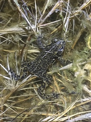 Anaxyrus williamsi