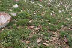 Lotononis involucrata