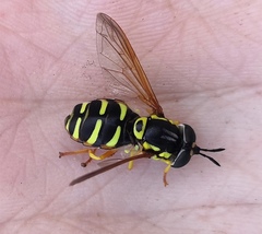 Chrysotoxum elegans