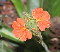 Crossandra greenstockii