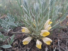 Cymbaria borysthenica