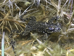 Anaxyrus williamsi