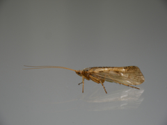 Limnephilus flavicornis