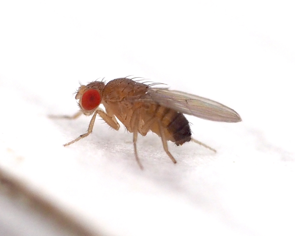 Drosophila melanogaster Meigen, 1830