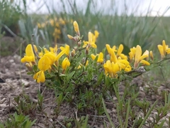 Genista albida