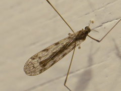 Rhipidia maculata