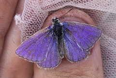 Polyommatus thersites
